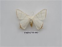 藏品(尺蛾324)的圖片